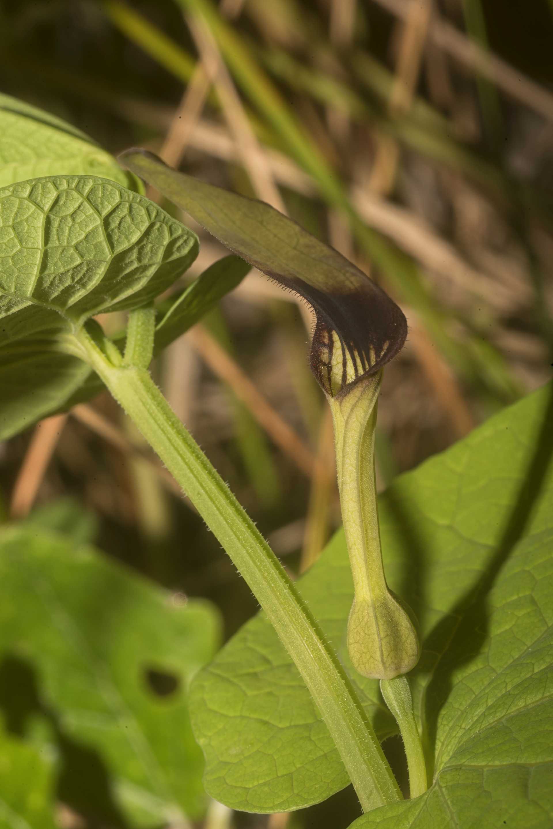 L''erba astrologa, Aristolochia rotunda